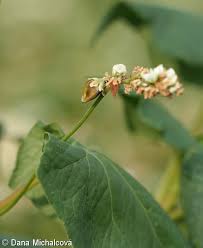 Attēlu rezultāti vaicājumam “Fagopyrum esculentum fruit”