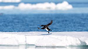 Image result for Uria aalge