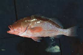 Image result for Epinephelus morio