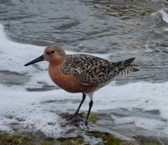 Attēlu rezultāti vaicājumam “Calidris canutus adult”