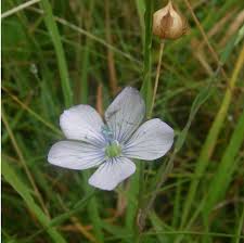 Attēlu rezultāti vaicājumam “Linaceae”