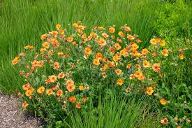 Attēlu rezultāti vaicājumam “Geum”