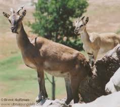 Attēlu rezultāti vaicājumam “Capra juvenile”