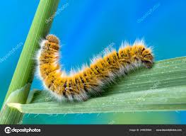 Attēlu rezultāti vaicājumam “Lasiocampa trifolii”