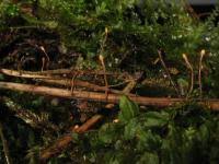 Attēlu rezultāti vaicājumam “Heyderia pusilla”