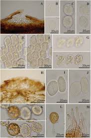 Attēlu rezultāti vaicājumam “Milesina murariae”