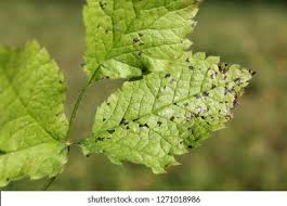 Attēlu rezultāti vaicājumam “Chaerophyllum aromaticum leaf”