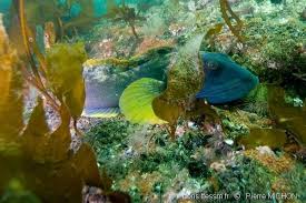 Image result for Zoarces americanus