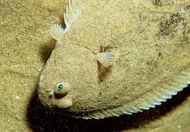 Image result for Solea solea