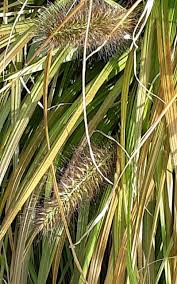 Attēlu rezultāti vaicājumam “Carex pseudocyperus male flower”
