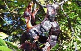 Attēlu rezultāti vaicājumam “Gleditsia triacanthos fruit”