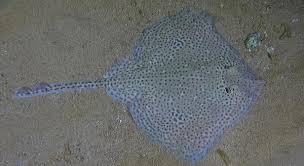 Image result for Raja montagui