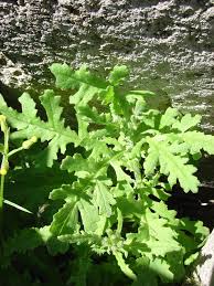 Attēlu rezultāti vaicājumam “Senecio vulgaris”