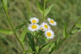 Attēlu rezultāti vaicājumam “Erigeron annuus flower”