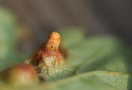 Attēlu rezultāti vaicājumam “Geocrypta galii”