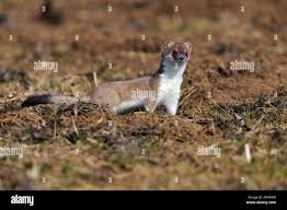 Attēlu rezultāti vaicājumam “Mustela erminea adult”