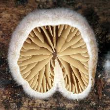 Attēlu rezultāti vaicājumam “Crepidotus versutus”