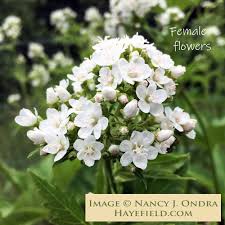 Attēlu rezultāti vaicājumam “Carex dioica male flower”