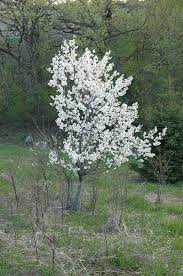 Attēlu rezultāti vaicājumam “Prunus (plum-tree) flower”