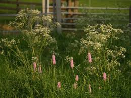 Attēlu rezultāti vaicājumam “Bistorta major leaf”