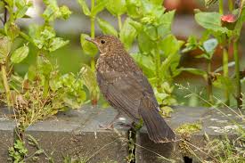 Attēlu rezultāti vaicājumam “Turdus merula juvenile”