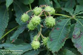 Attēlu rezultāti vaicājumam “Aesculus hippocastanum fruit”