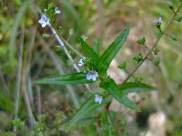 Attēlu rezultāti vaicājumam “Veronica anagallis-aquatica leaf”