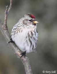 Attēlu rezultāti vaicājumam “Carduelis flammea female”