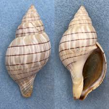 Image result for Cinctura hunteria