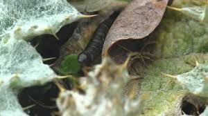 Attēlu rezultāti vaicājumam “Cucullia lucifuga larva”