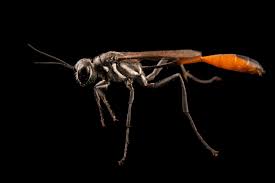 Attēlu rezultāti vaicājumam “Ammophila sp.”