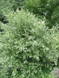 Attēlu rezultāti vaicājumam “Salix alba var. alba”