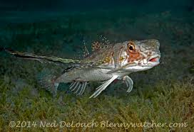 Image result for Dactylopterus volitans