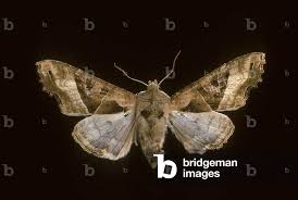 Attēlu rezultāti vaicājumam “Phlogophora meticulosa”