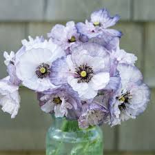 Image result for Papaver rhoeas 'Shirley'