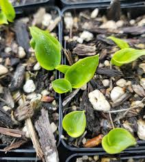 Attēlu rezultāti vaicājumam “Maianthemum bifolium leaf”
