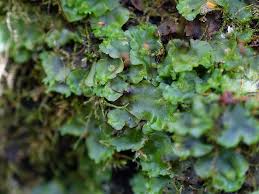 Attēlu rezultāti vaicājumam “Moerckia hibernica”
