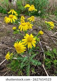 Attēlu rezultāti vaicājumam “Senecio vernalis”