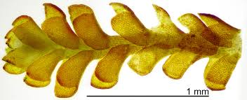 Attēlu rezultāti vaicājumam “Anastrophyllum minutum”