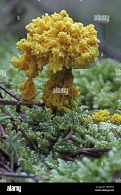 Attēlu rezultāti vaicājumam “Fuligo septica var. flava young”