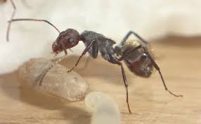 Attēlu rezultāti vaicājumam “Anthrenus sp. imago”