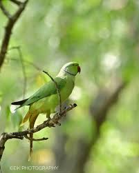 Image result for Psittacula krameri