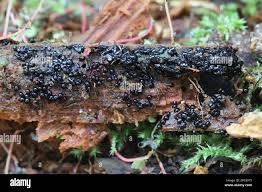 Attēlu rezultāti vaicājumam “Cribraria purpurea macro”