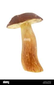 Attēlu rezultāti vaicājumam “Boletales”