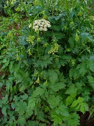Image result for Pimpinella major