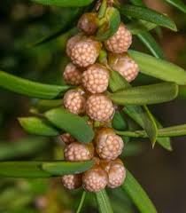 Attēlu rezultāti vaicājumam “Taxus baccata male flower”