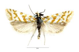 Attēlu rezultāti vaicājumam “Aethes margaritana”