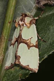 Attēlu rezultāti vaicājumam “Staurophora celsia”