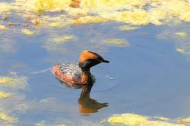 Image result for Podiceps auritus