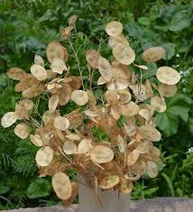 Image result for Lunaria annua